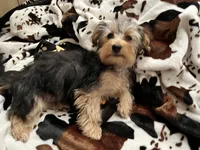 Sweet girl ❤️ Neytiri, a female Morkie for sale in Tri-Cities, TN – Photo 7 of 10