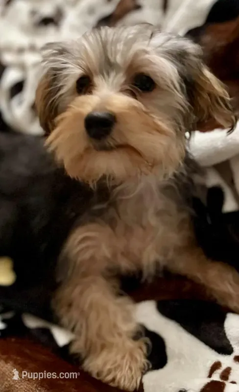 Sweet girl ❤️ Neytiri – Morkie puppy for sale in Tri-Cities, TN