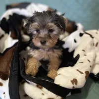 Sweet girl ❤️ Neytiri, a female Morkie for sale in Tri-Cities, TN – Photo 5 of 10