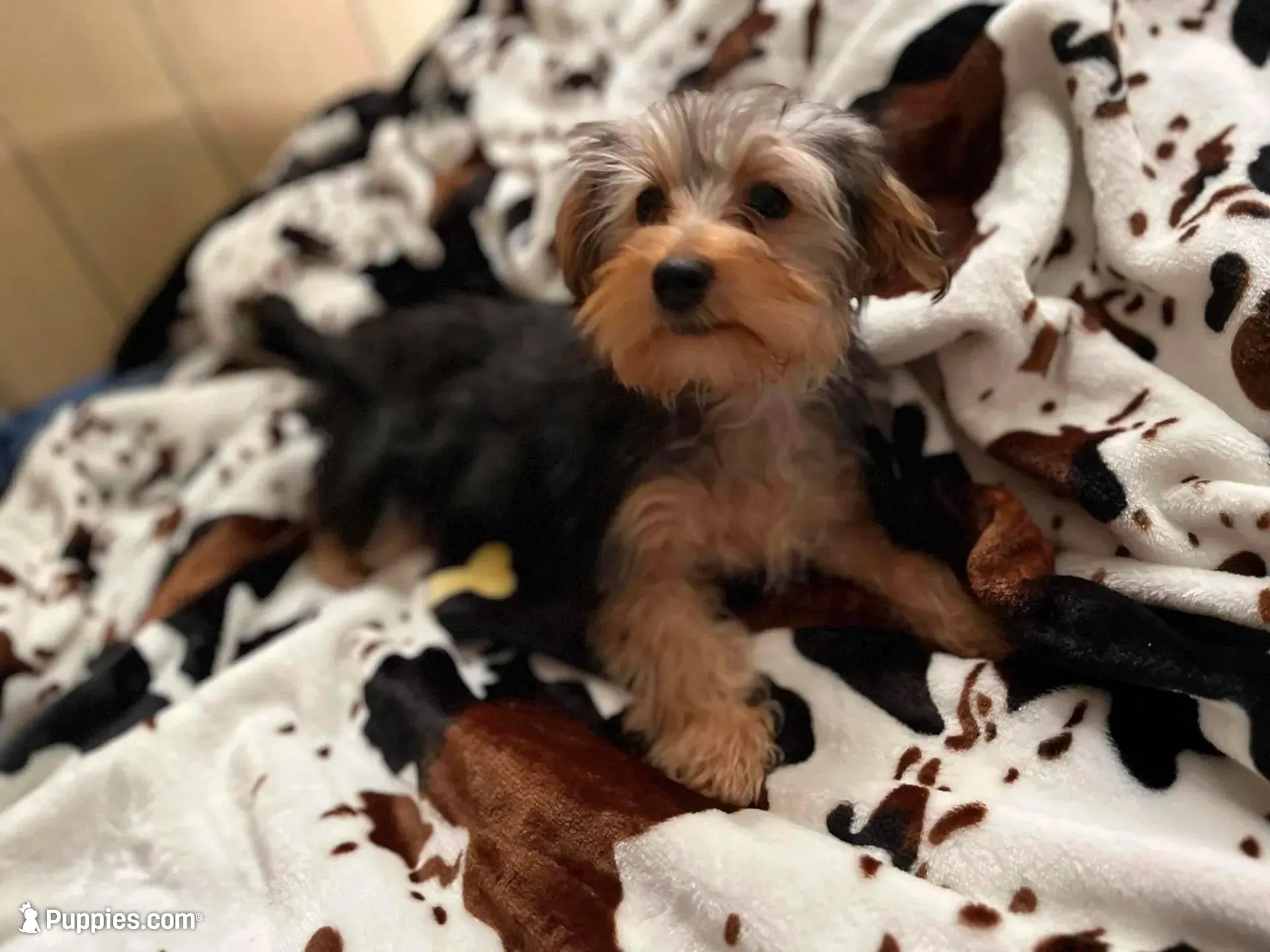 Sweet girl ❤️ Neytiri, a female Morkie for sale in Greeneville, TN – Photo 3 of 8