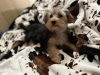 Sweet girl ❤️ Neytiri, a female Morkie for sale in Tri-Cities, TN – Photo 1 of 10