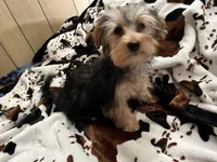 Sweet girl ❤️ Neytiri, a female Morkie for sale in Tri-Cities, TN – Photo 10 of 10