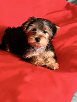 Sweet girl ❤️, a female Morkie for sale in Tri-Cities, TN – Photo 2 of 10