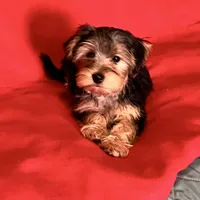 Sweet girl ❤️ Neytiri, a female Morkie for sale in Tri-Cities, TN – Photo 9 of 10