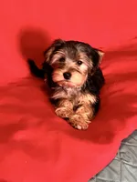 Sweet girl ❤️, a female Morkie for sale in Tri-Cities, TN – Photo 4 of 10