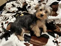 Sweet girl ❤️ Neytiri, a female Morkie for sale in Tri-Cities, TN – Photo 3 of 10