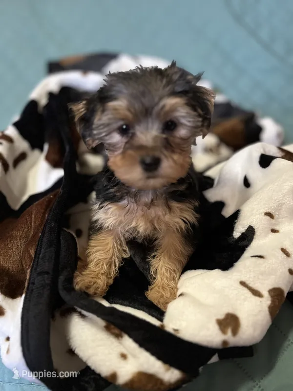 Sweet girl ❤️ Neytiri – Morkie puppy for sale in Tri-Cities, TN