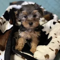 Sweet girl ❤️ Neytiri, a female Morkie for sale in Tri-Cities, TN – Photo 4 of 10