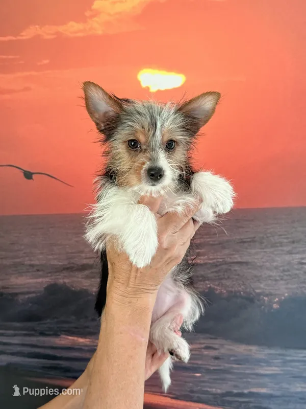 Chloe Dee – Yorkshire Terrier puppy for sale in Greeneville, TN