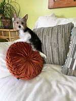 Chloe , a female Yorkshire Terrier for sale in Greeneville, TN – 3 of 4