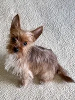 Gigi, a female Yorkshire Terrier for sale in Greeneville, TN – 2 of 5
