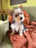 Chloe , a female Yorkshire Terrier for sale in Greeneville, TN – 6 of 7
