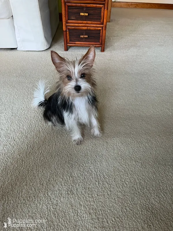 Chloe 🐾  – Yorkshire Terrier puppy for sale in Greeneville, TN