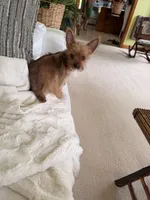 Goldie, a female Yorkshire Terrier for sale in Greeneville, TN – 5 of 7