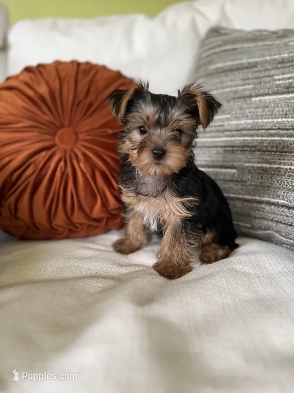 Jules – Yorkshire Terrier puppy for sale in Greeneville, TN
