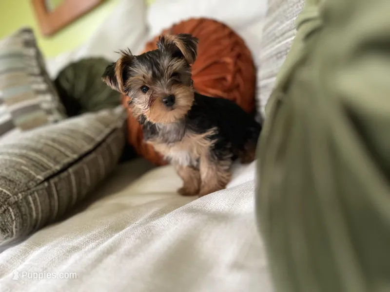 Jules – Yorkshire Terrier puppy for sale in Greeneville, TN