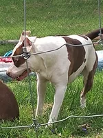 Daisy, a female American Pit Bull Terrier for sale in Greeneville, TN – 7 of 8