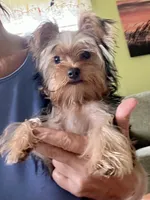 Jules, a female Yorkshire Terrier for sale in Greeneville, TN – 8 of 9