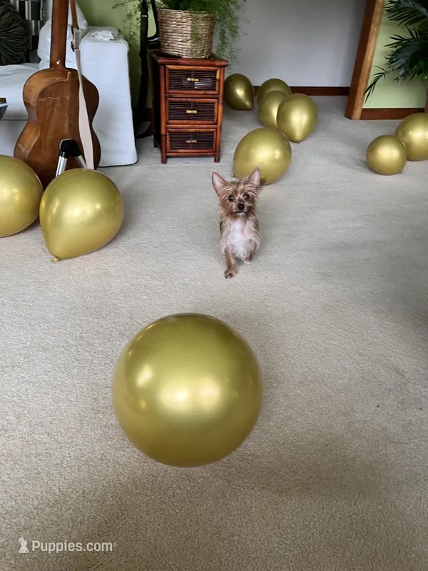 Gigi – Yorkshire Terrier puppy for sale in Greeneville, TN