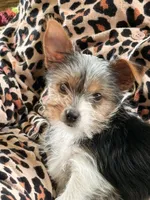 Chloe Dee, a female Yorkshire Terrier for sale in Greeneville, TN – 5 of 7