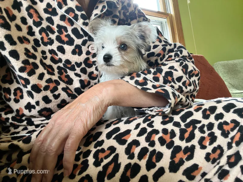 Melania – Yorkshire Terrier puppy for sale in Greeneville, TN