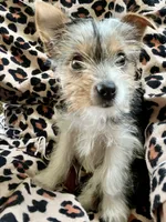 Chloe Dee, a female Yorkshire Terrier for sale in Greeneville, TN – 2 of 7