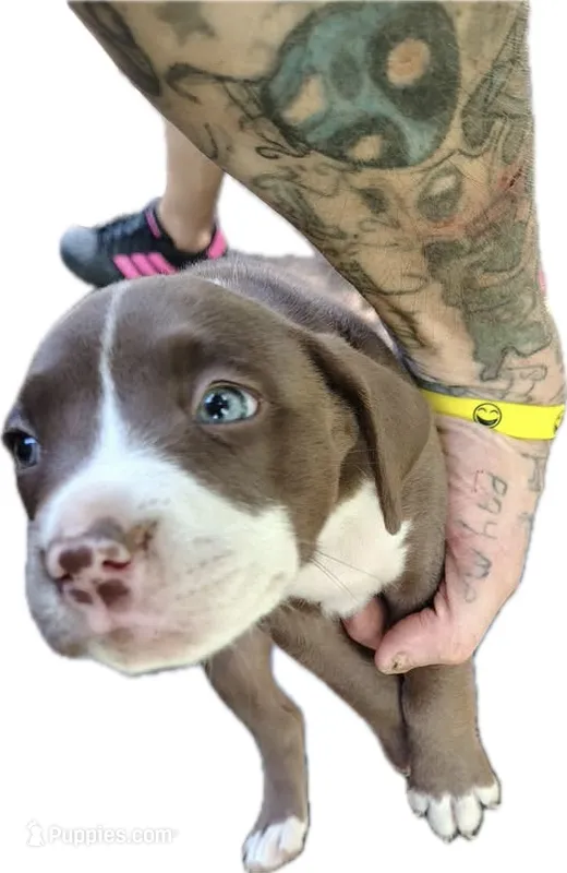 Sheree – American Pit Bull Terrier puppy for sale in Greeneville, TN