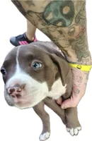 Sheree, a female American Pit Bull Terrier for sale in Greeneville, TN – 1 of 8