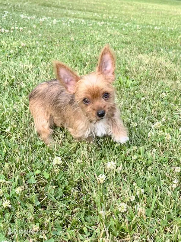 I’m available!!! – Yorkshire Terrier puppy for sale in Greeneville, TN
