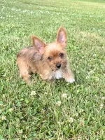 I’m available!!!, a female Yorkshire Terrier for sale in Greeneville, TN – 1 of 6