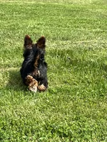 Little Boy Bluey, a male Yorkshire Terrier for sale in Tri-Cities, TN – Photo 6 of 6