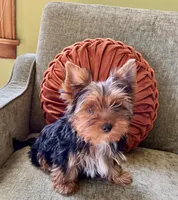 Little Boy Bluey, a male Yorkshire Terrier for sale in Tri-Cities, TN – Photo 6 of 9