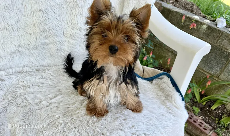 Little Boy Bluey – Yorkshire Terrier puppy for sale in Greeneville, TN