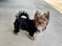 Little Boy Bluey, a male Yorkshire Terrier for sale in Tri-Cities, TN – Photo 9 of 9