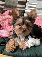 Little Boy Bluey, a male Yorkshire Terrier for sale in Tri-Cities, TN – Photo 3 of 6