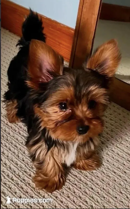 Little Boy Bluey – Yorkshire Terrier puppy for sale in Tri-Cities, TN
