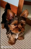 Little Boy Bluey, a male Yorkshire Terrier for sale in Tri-Cities, TN – Photo 2 of 6