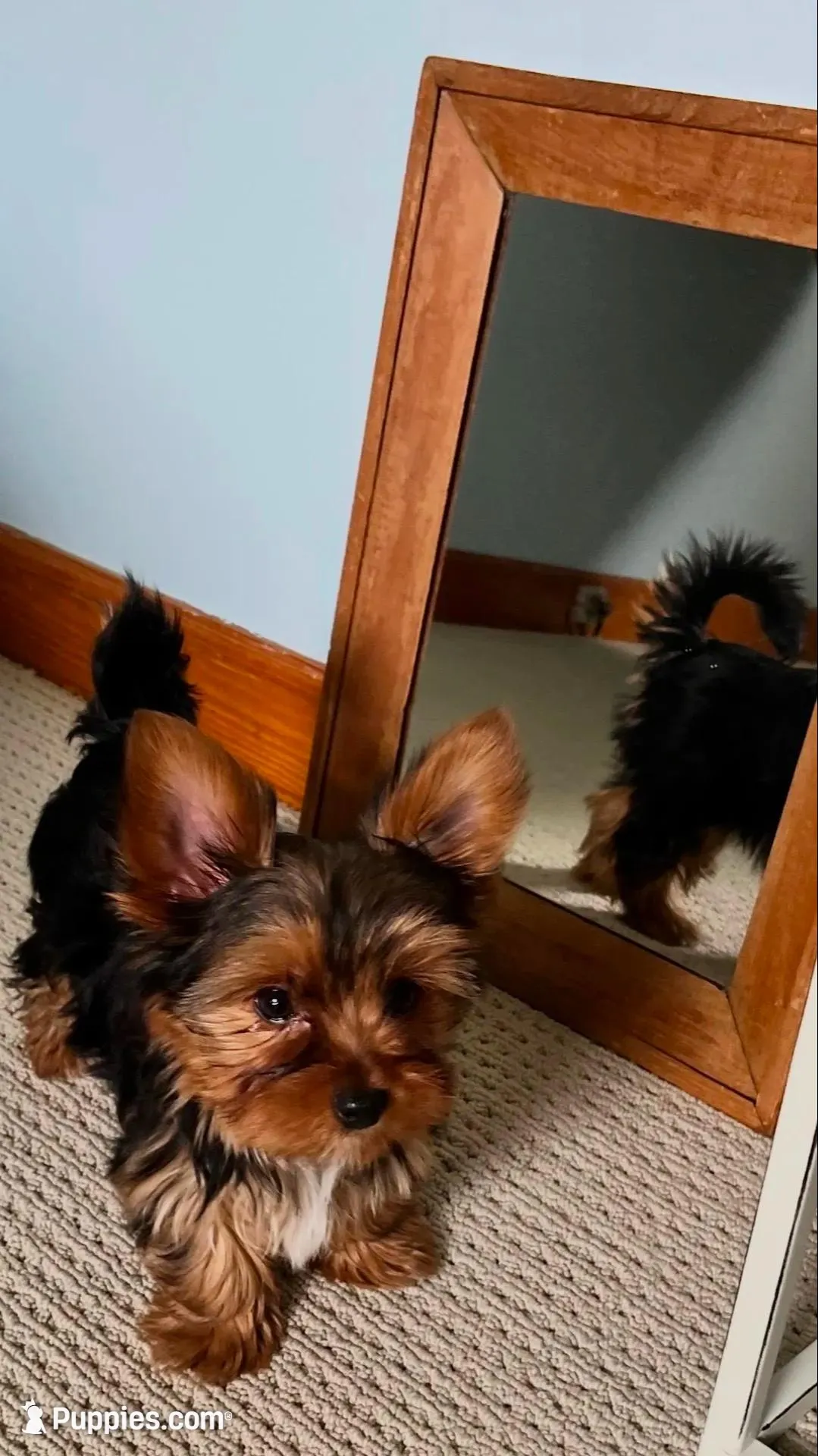 Little Boy Bluey – Yorkshire Terrier puppy for sale in Tri-Cities, TN