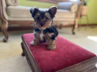 Sweet Boy!!!, a male Yorkshire Terrier for sale in Tri-Cities, TN – Photo 10 of 10