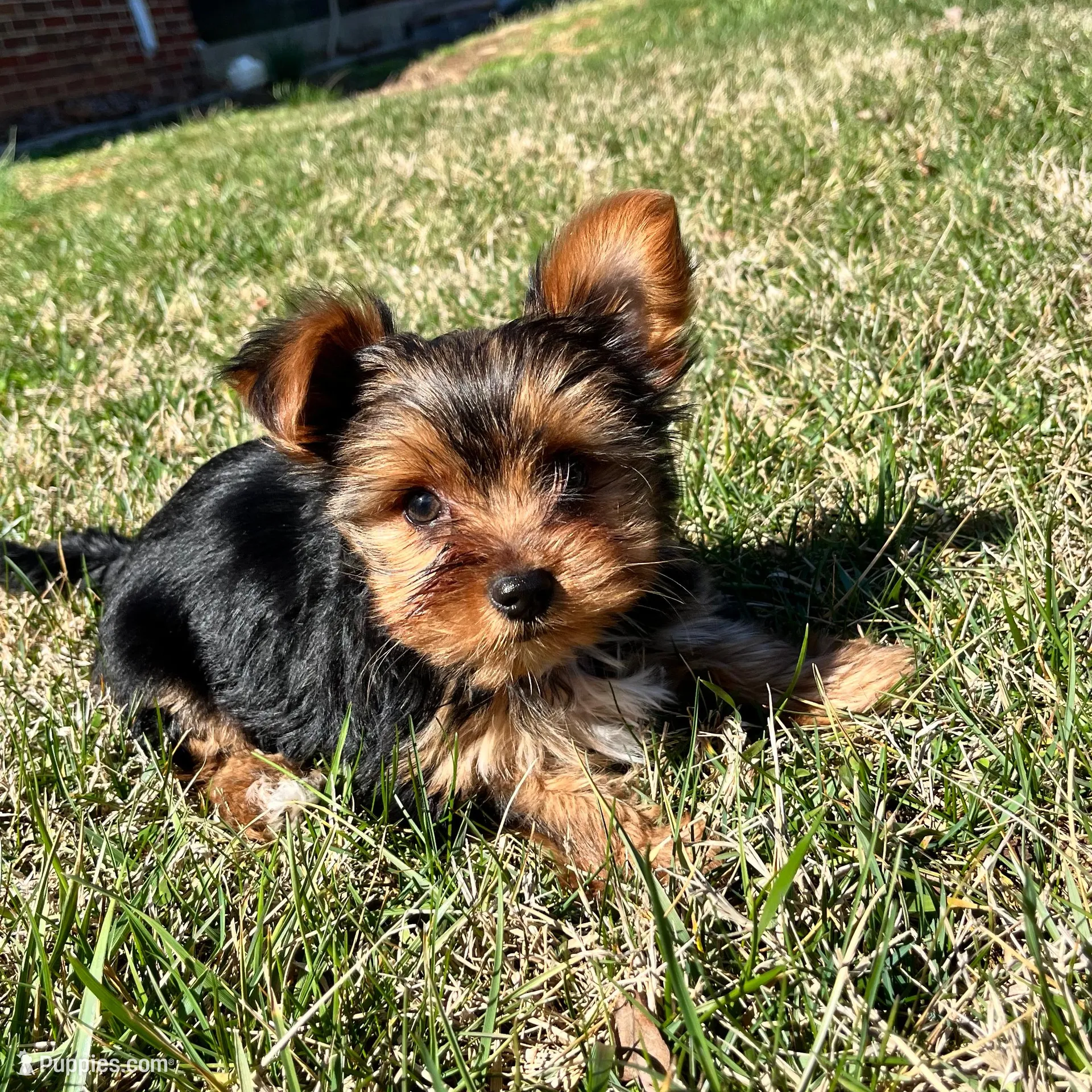 Little Boy Bluey, a male Yorkshire Terrier for sale in Tri-Cities, TN – Photo 1 of 10