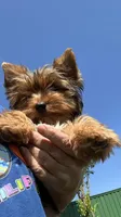Little Boy Bluey, a male Yorkshire Terrier for sale in Tri-Cities, TN – Photo 3 of 9