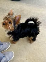 Little Boy Bluey, a male Yorkshire Terrier for sale in Tri-Cities, TN – Photo 5 of 9