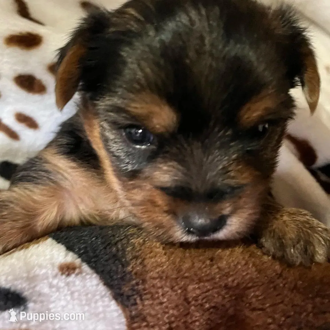 Bluey, a male Yorkshire Terrier for sale in Tri-Cities, TN – Photo 4 of 8