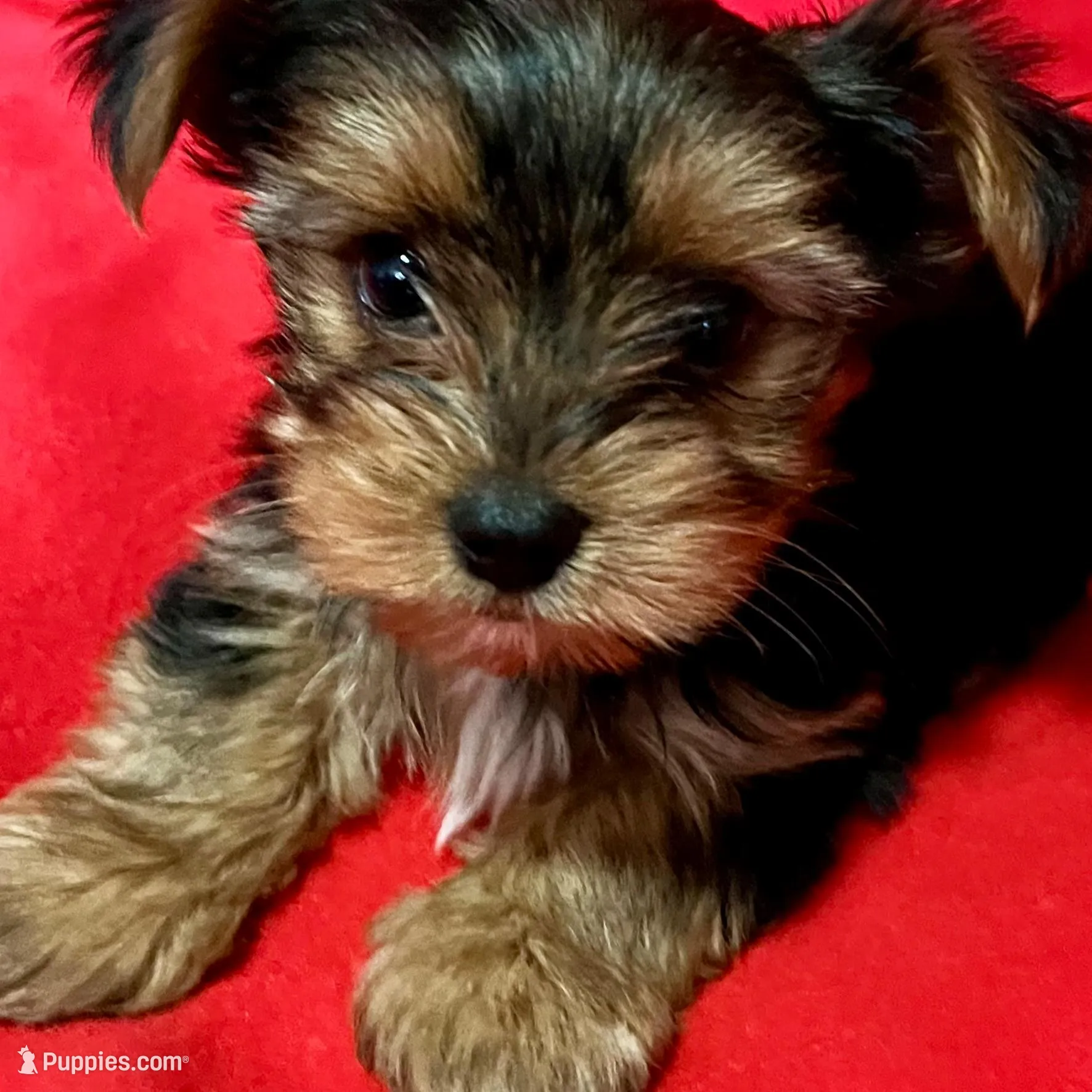 Bluey, a male Yorkshire Terrier for sale in Tri-Cities, TN – Photo 3 of 8