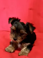 Bluey, a male Yorkshire Terrier for sale in Tri-Cities, TN – Photo 6 of 8