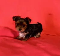 Bluey, a male Yorkshire Terrier for sale in Tri-Cities, TN – Photo 7 of 8