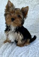 Little Boy Bluey, a male Yorkshire Terrier for sale in Tri-Cities, TN – Photo 4 of 9