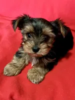 Bluey, a male Yorkshire Terrier for sale in Tri-Cities, TN – Photo 8 of 8