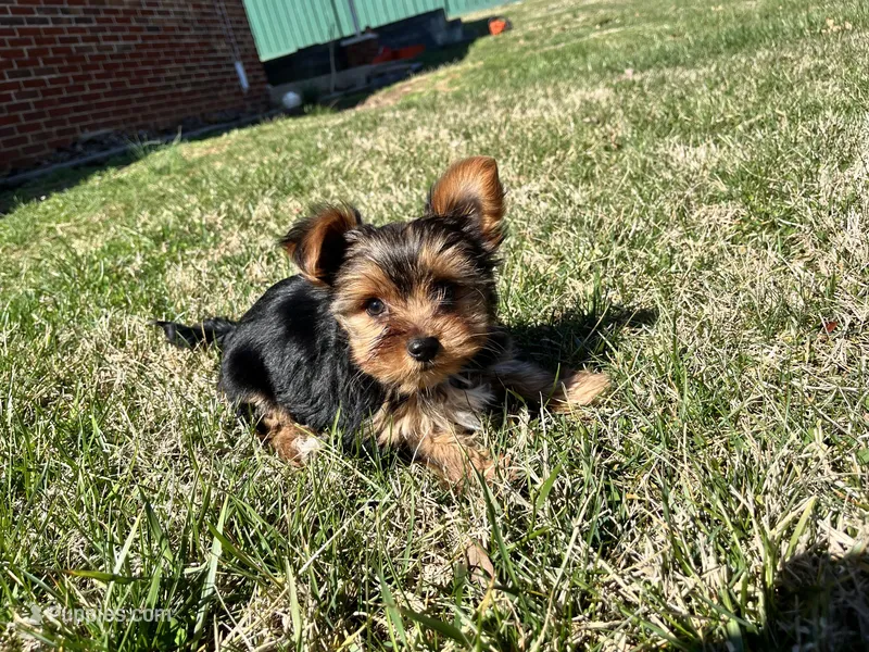 Sweet Boy!!!, a male Yorkshire Terrier for sale in Tri-Cities, TN – Photo 1 of 10