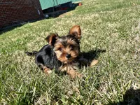 Sweet Boy!!!, a male Yorkshire Terrier for sale in Tri-Cities, TN – Photo 1 of 10